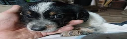 Meticcio cani in vendita: cuccioli di lagotto e kelpie - Annuncio 1