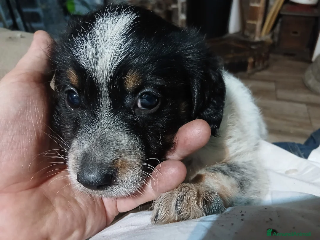 Meticcio cani in vendita: cuccioli di lagotto e kelpie - Annuncio 1