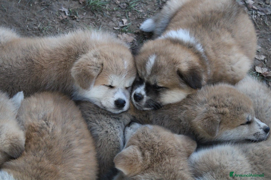 Akita Inu cani in vendita: CUCCIOLI DI AKITA - MONZA/BRIANZA E COMO a Province of Como - Immagine 14