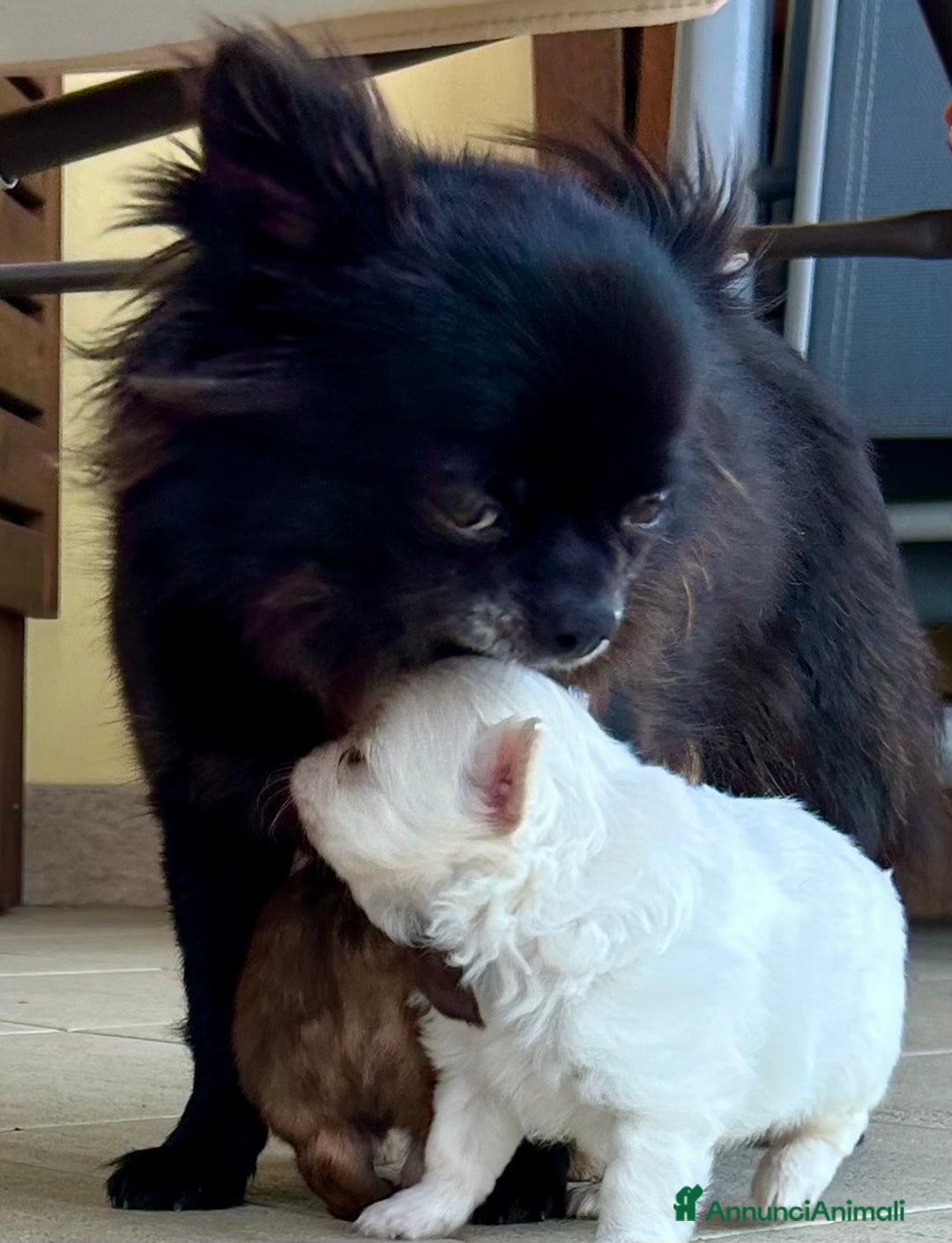 Chihuahua cani in vendita: Cuccioli di chihuahua a pelo lungo PEDIGREE a Provincia di Chieti - Immagine 5