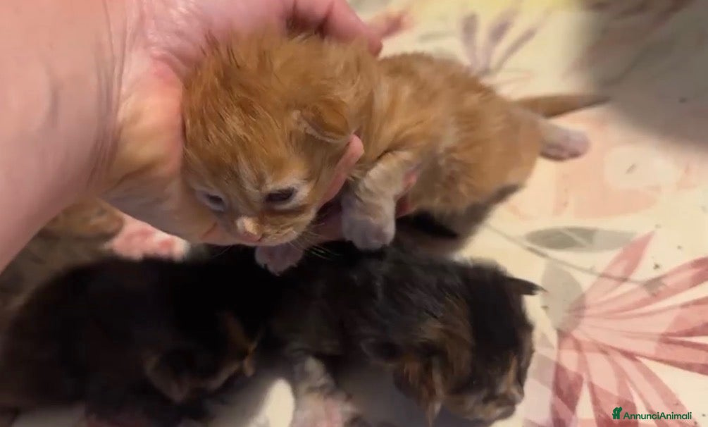 Maine Coon gatti in vendita: Cuccioli di maine coon - Annuncio 1