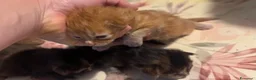 Maine Coon gatti in vendita: Cuccioli di maine coon - Annuncio 1
