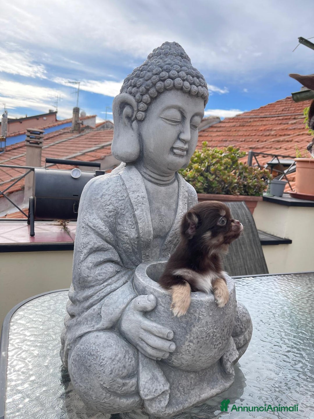 Chihuahua cani in vendita: Chihuahua chocolate Pedigree ENCI - Annuncio 7