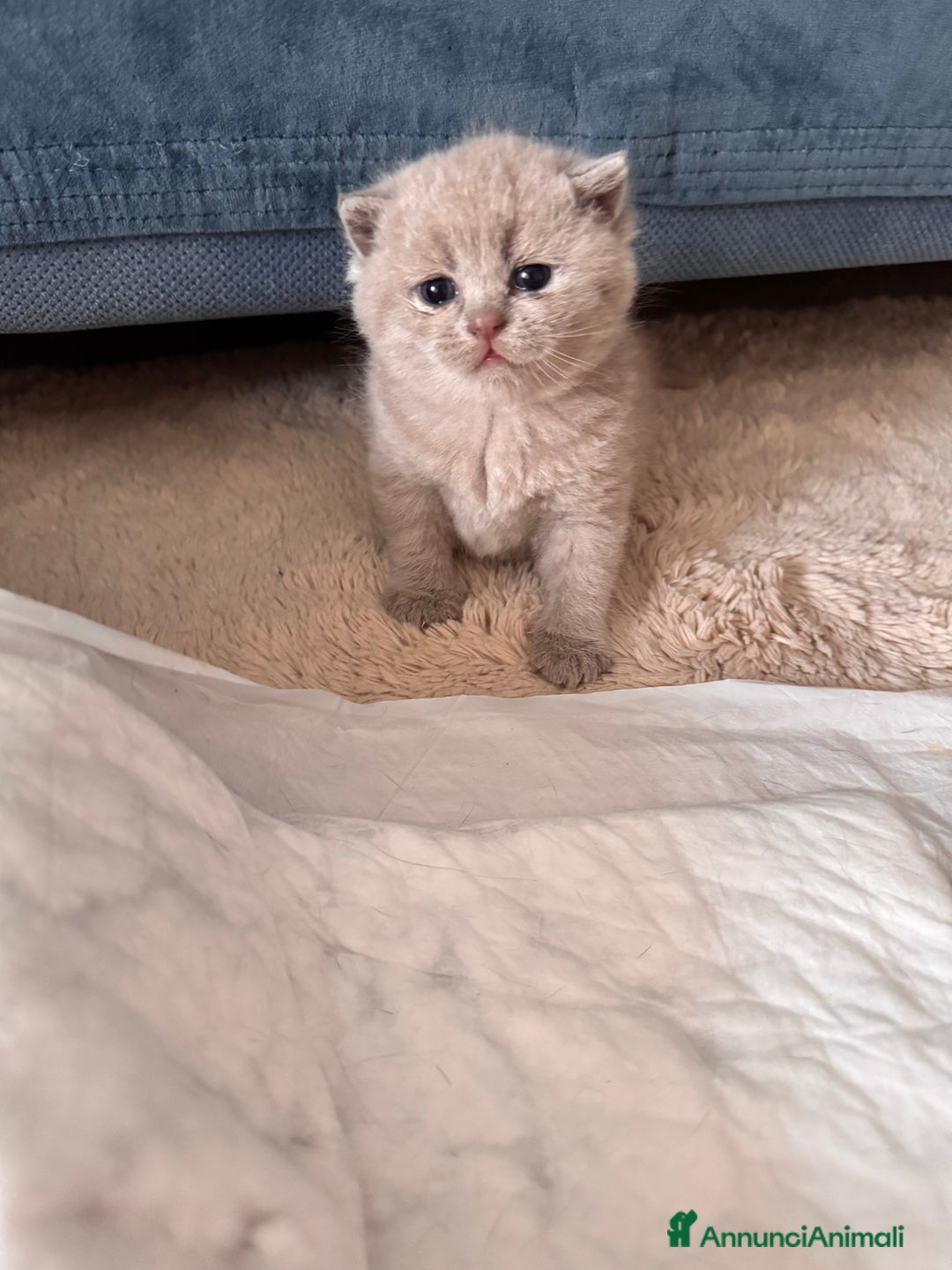 British gatti in vendita: Gattini British short hair  - Annuncio 4