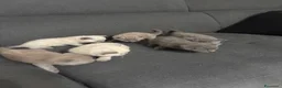 British gatti in vendita: Bellissimi gattini cercano una mamma e un papà a Provincia di Foggia - Annuncio 12