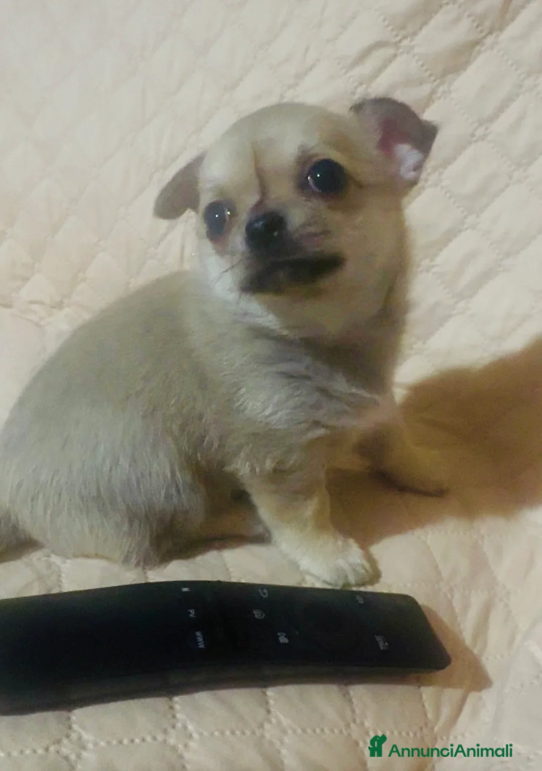 Chihuahua cani in vendita: Cucciola di chihuahua pelo corto pedigree ENCI  - Annuncio 5