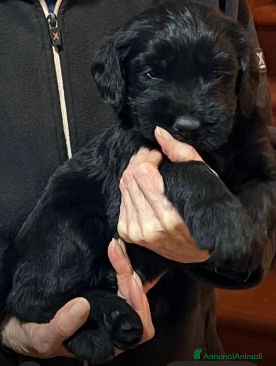 Schnauzer Gigante cani in vendita: cuccioli di Schnauzer gigante  - Annuncio 5