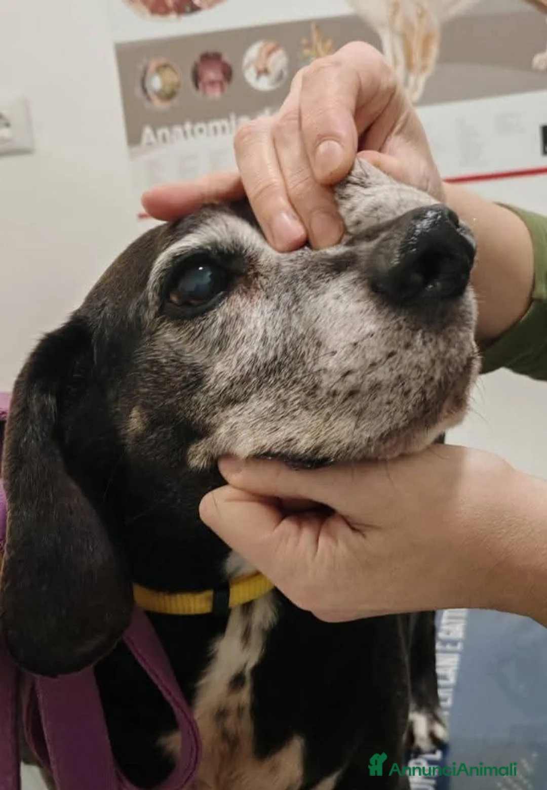 Meticcio cani in regalo: Piccolo, dolce, Barone, cerca disperatamente casa - Annuncio 2