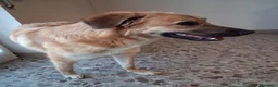 Meticcio cani in regalo: Maya 1 anno, carattere eccezionale a Città Metropolitana di Bologna - Annuncio 17