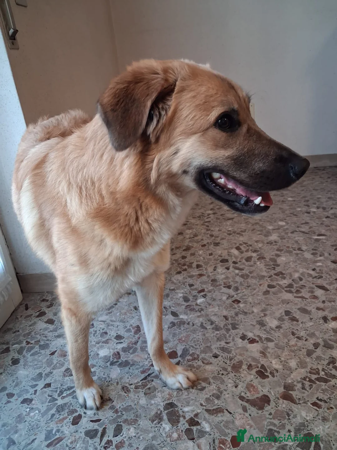 Meticcio cani in regalo: Maya 1 anno, carattere eccezionale a Città Metropolitana di Bologna - Annuncio 17
