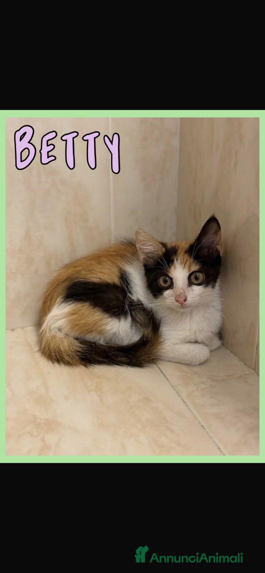 Europeo gatti Gattini in adozione  - Annuncio 27