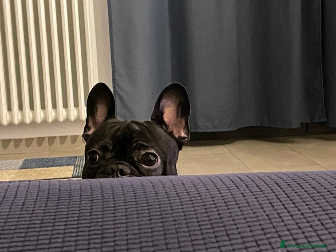 Bulldog Francese cani per accoppiamento: Bulldog francese maschio per accoppiamento - Annuncio 4