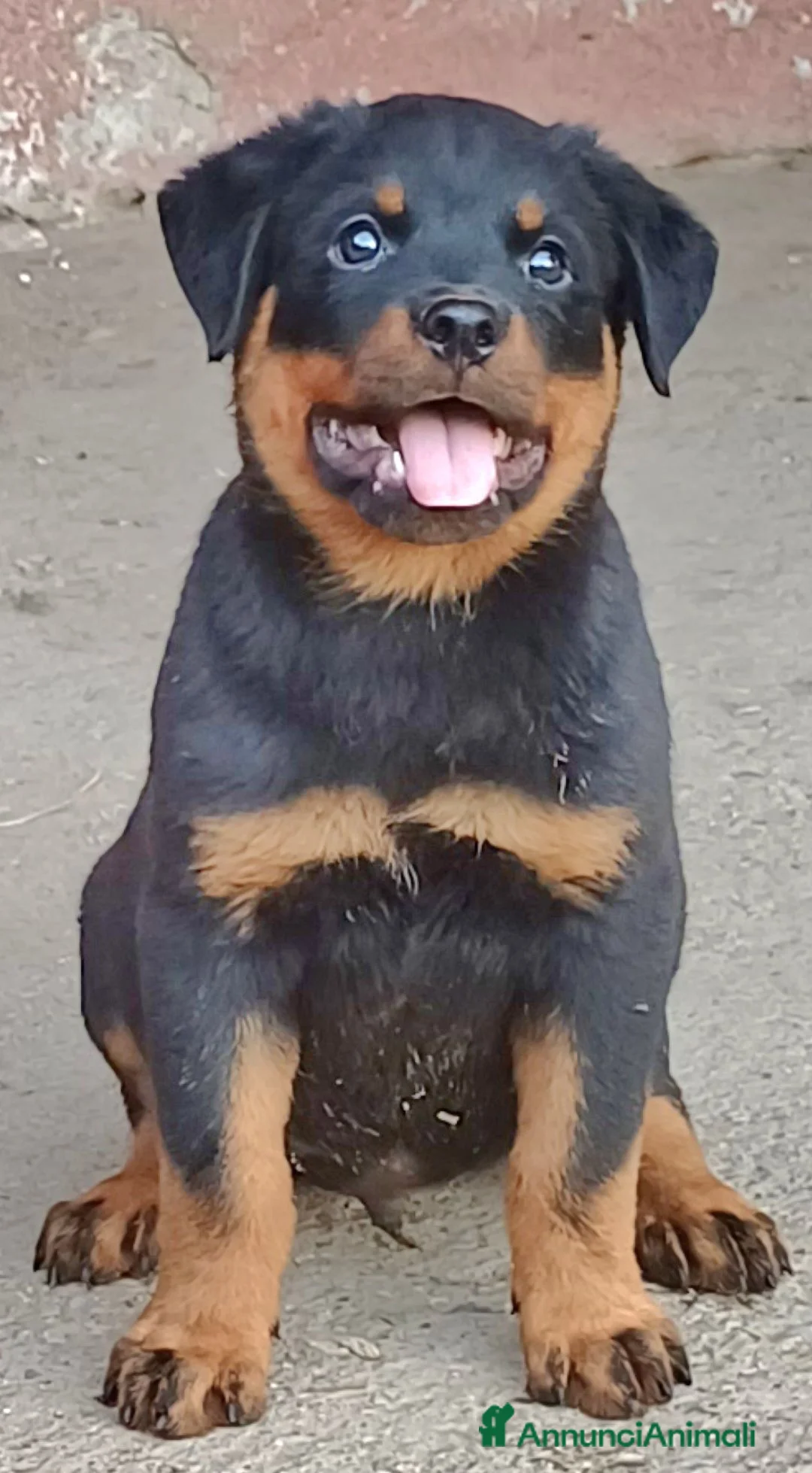 Rottweiler cani in vendita: Cuccioli rottweiler  - Annuncio 2