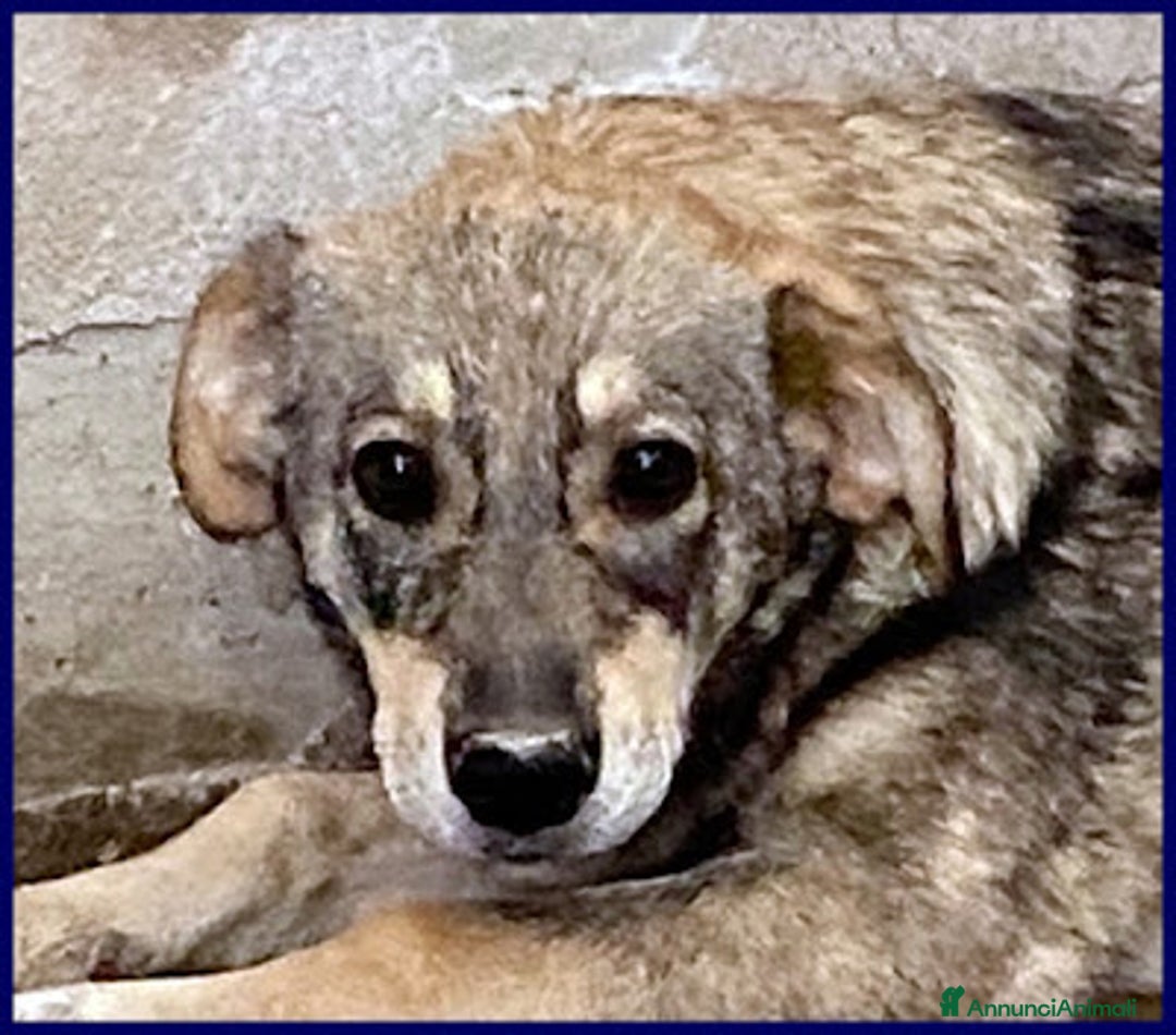 Meticcio cani in regalo: FLAVIA una timidina tg mediopicc. - Annuncio 1