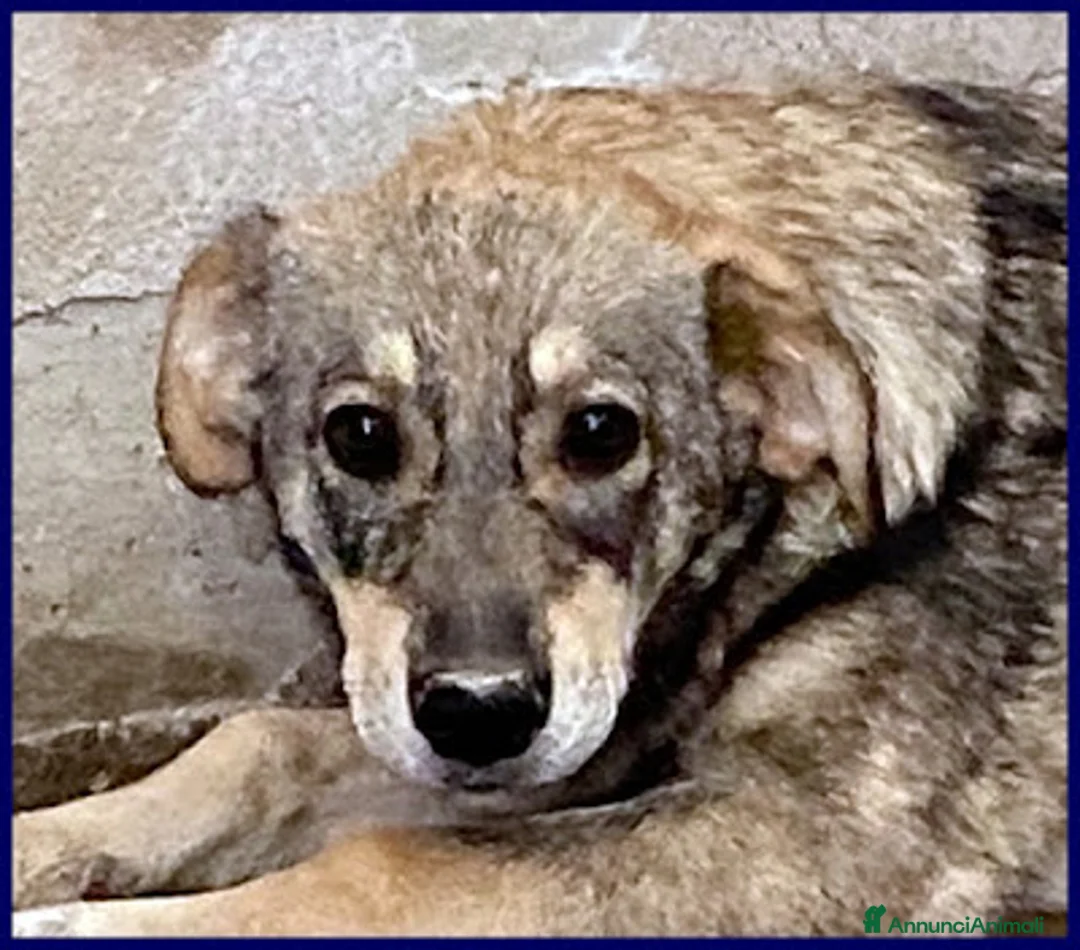 Meticcio cani in regalo: FLAVIA una timidina tg mediopicc. - Annuncio 1