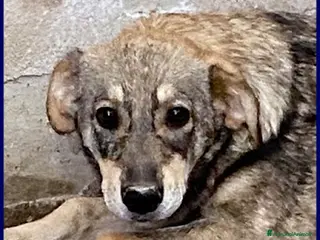 Meticcio cani FLAVIA una timidina tg mediopicc. - Annuncio 13