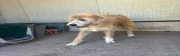 Meticcio cani in regalo: LOLLO 9 anni cerca casa - in adozione a Latina - Annuncio 4