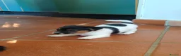 Jack Russell cani in vendita: Stupendi cuccioli di Jack Russell - Annuncio 7
