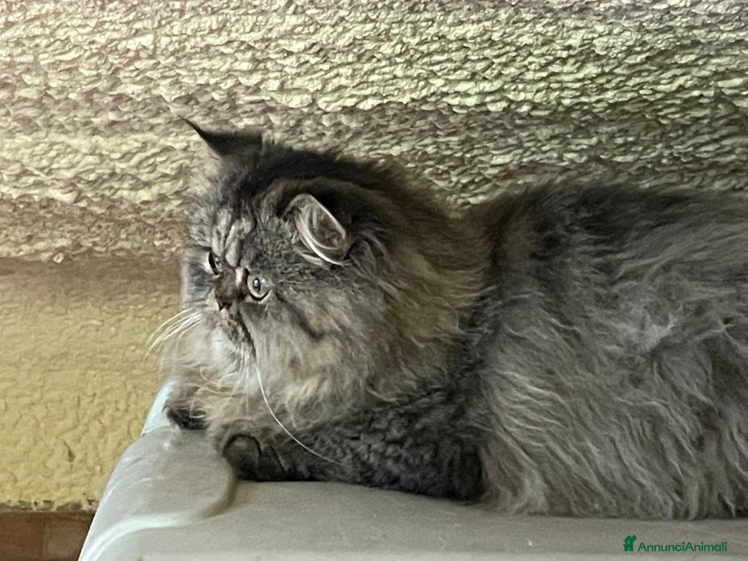 Persiano gatti in vendita: gatto persiano tabby con pedigree - Annuncio 4