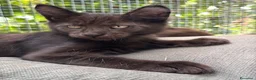 Maine Coon gatti in vendita: Maschietto nero di maine coon (Black Velvet) - Annuncio 26