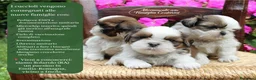 Shih Tzu cani in vendita: CUCCIOLI DI RAZZA SHIH TZU - Annuncio 6