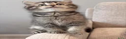 British gatti in vendita: Magnifici cuccioli di british shorthair golden  - Annuncio 4