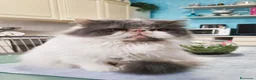 Persiano gatti in vendita: Cucciola persiana - Annuncio 5