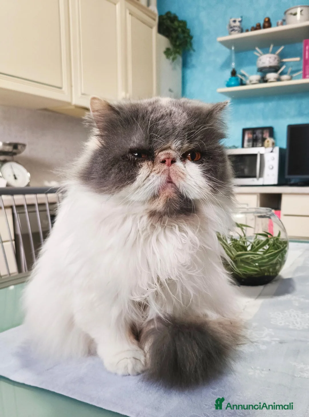 Persiano gatti in vendita: Cucciola persiana - Annuncio 5