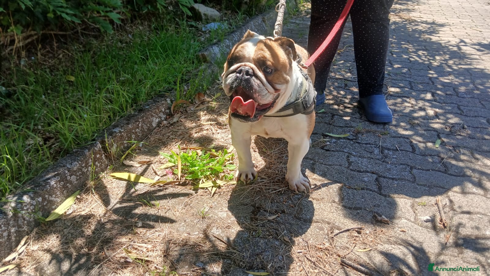 Bulldog cani in regalo: BALOO BULLDOG INGLESE, MISSIONE IMPOSSIBILE - Annuncio 2