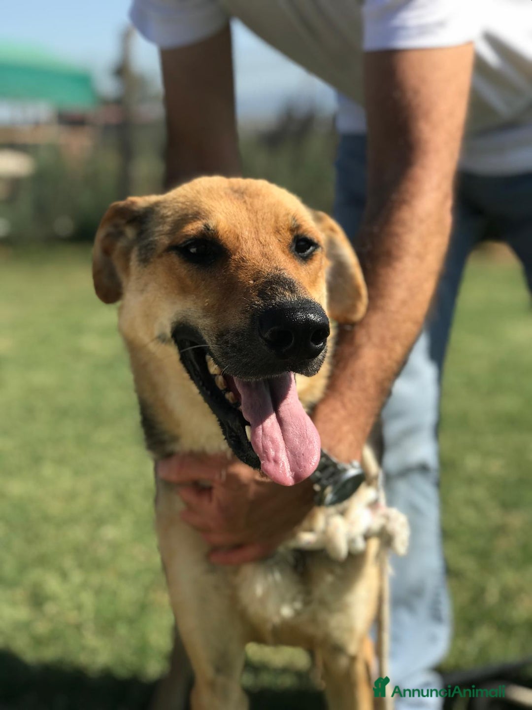 Meticcio cani in regalo: TINA la dolcissima pastorella in adozione a Provincia di Latina - Annuncio 3