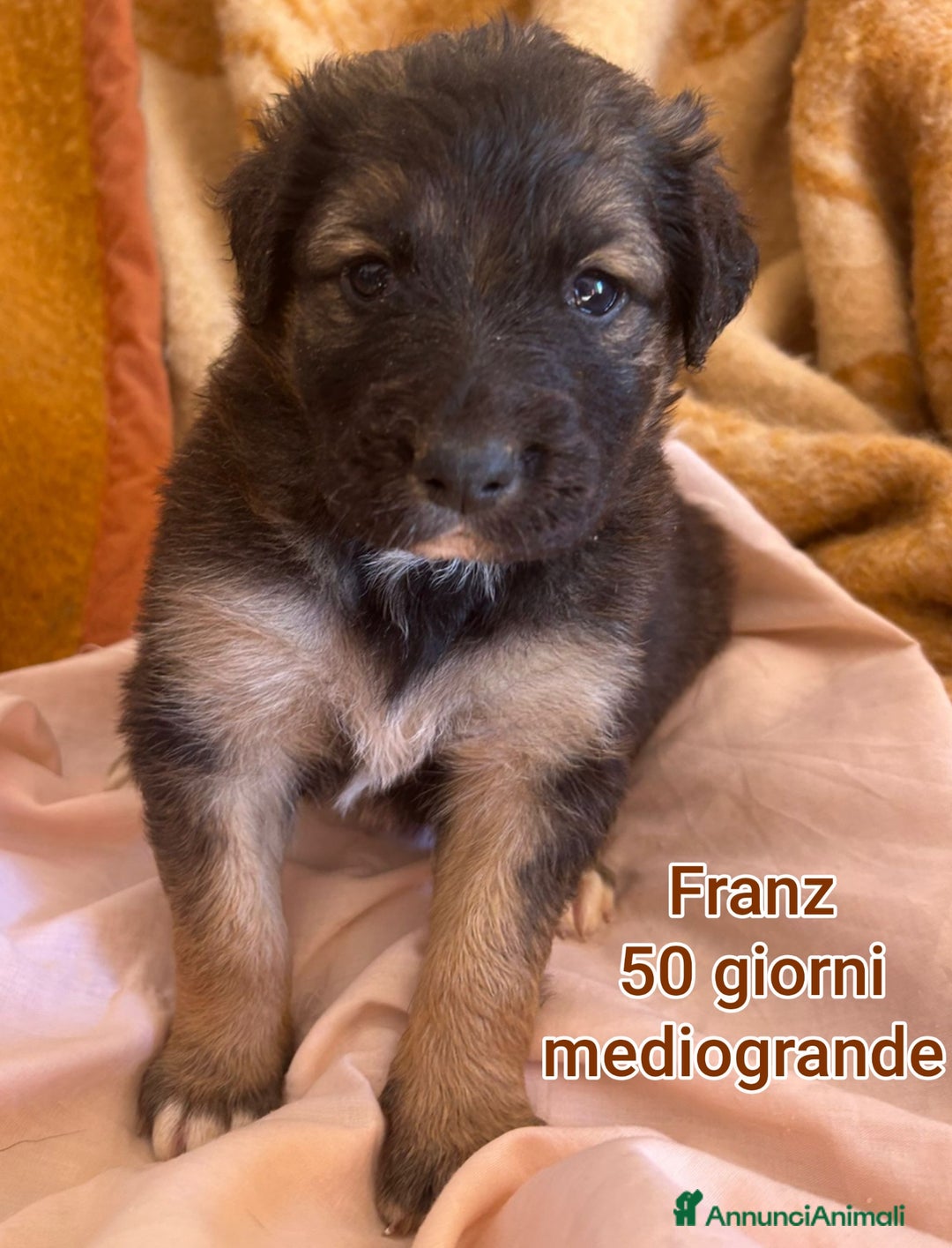 Meticcio cani in regalo: CUCCIOLI ABBANDONATI: URGENTI ADOZIONI  - Annuncio 5