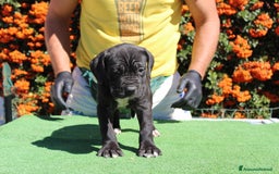Cane Corso cani in vendita: Cuccioli di Cane Corso con Pedigree - Immagine 6