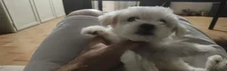 Maltese cani in vendita: Gubbio Rimaste 3 maltesi femmine  a Provincia di Perugia - Annuncio 7
