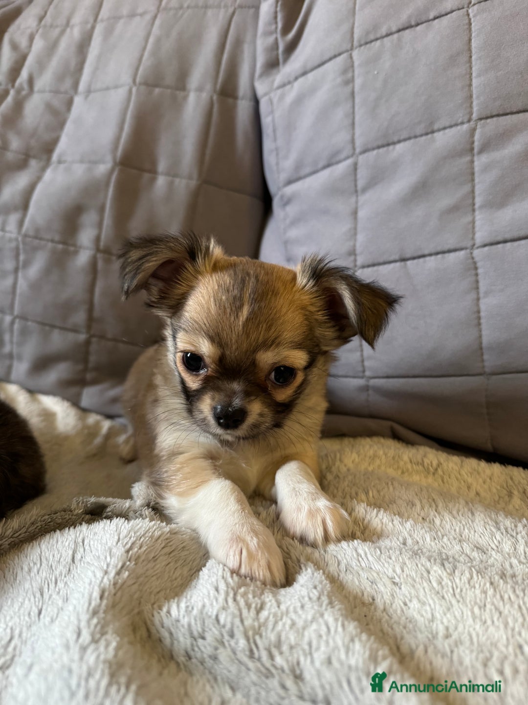Chihuahua cani in vendita: Chihuahua pelo lungo  - Annuncio 3
