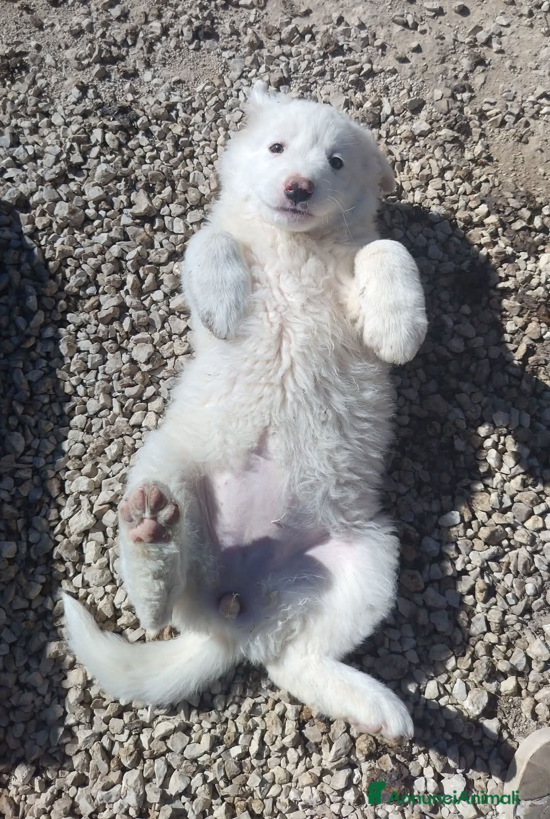 Meticcio cani Cucciolina mix maremmano, 2/3 mesi  - Annuncio 31
