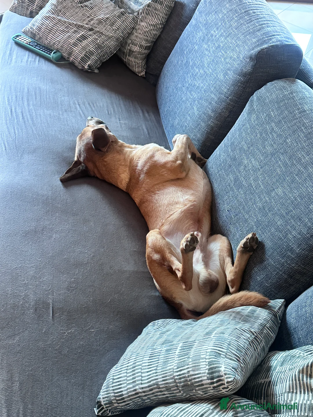 Meticcio cani in regalo: Axel  - Annuncio 3