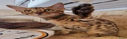 Bengala gatti in vendita: Cuccioli brown tre mesi a Provincia di Modena - Annuncio 2