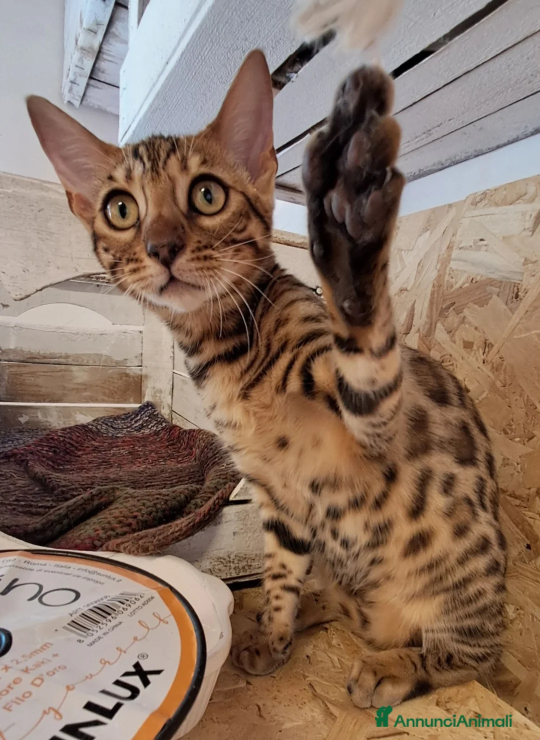 Bengala gatti in vendita: Cuccioli brown tre mesi a Provincia di Modena - Annuncio 2