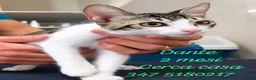 Meticcio gatti in regalo: Piccolo e dolce dolce  - Annuncio 7