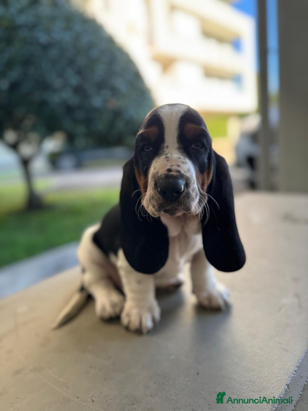Bassethound cani in vendita: cuccioli di bassethound - Annuncio 3