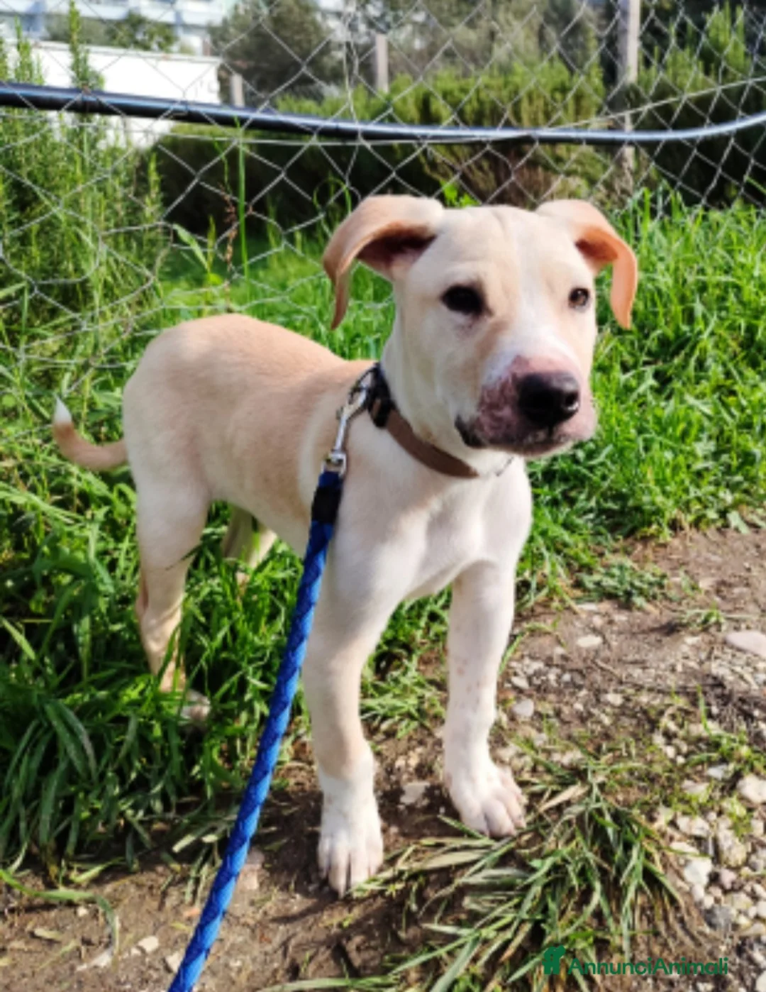 Meticcio cani in regalo: 3mesi pelo corto salvato dalla morte pronto x part - Annuncio 7