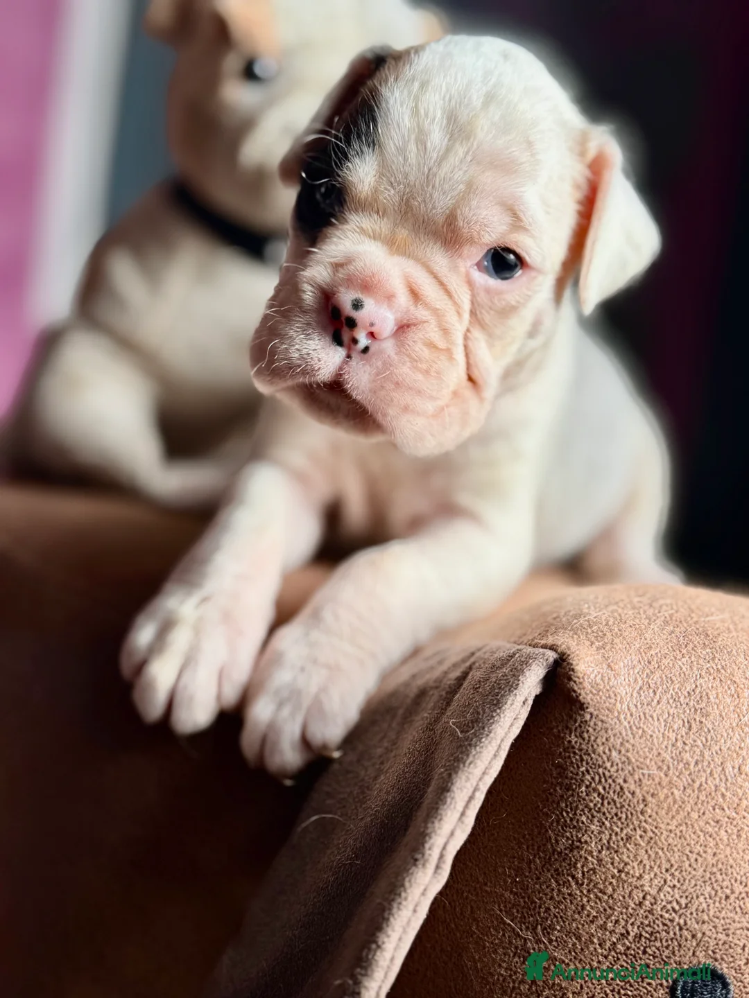 Boxer cani in vendita: CUCCIOLE DI BOXER  - Annuncio 15