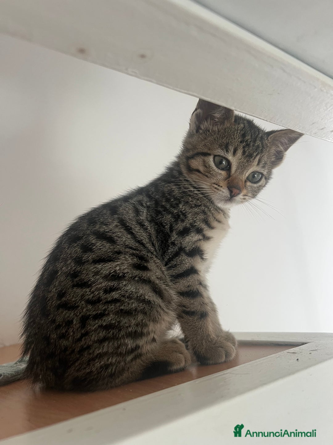 Savannah gatti in vendita: Cucciola di Savannah F5 - Annuncio 5