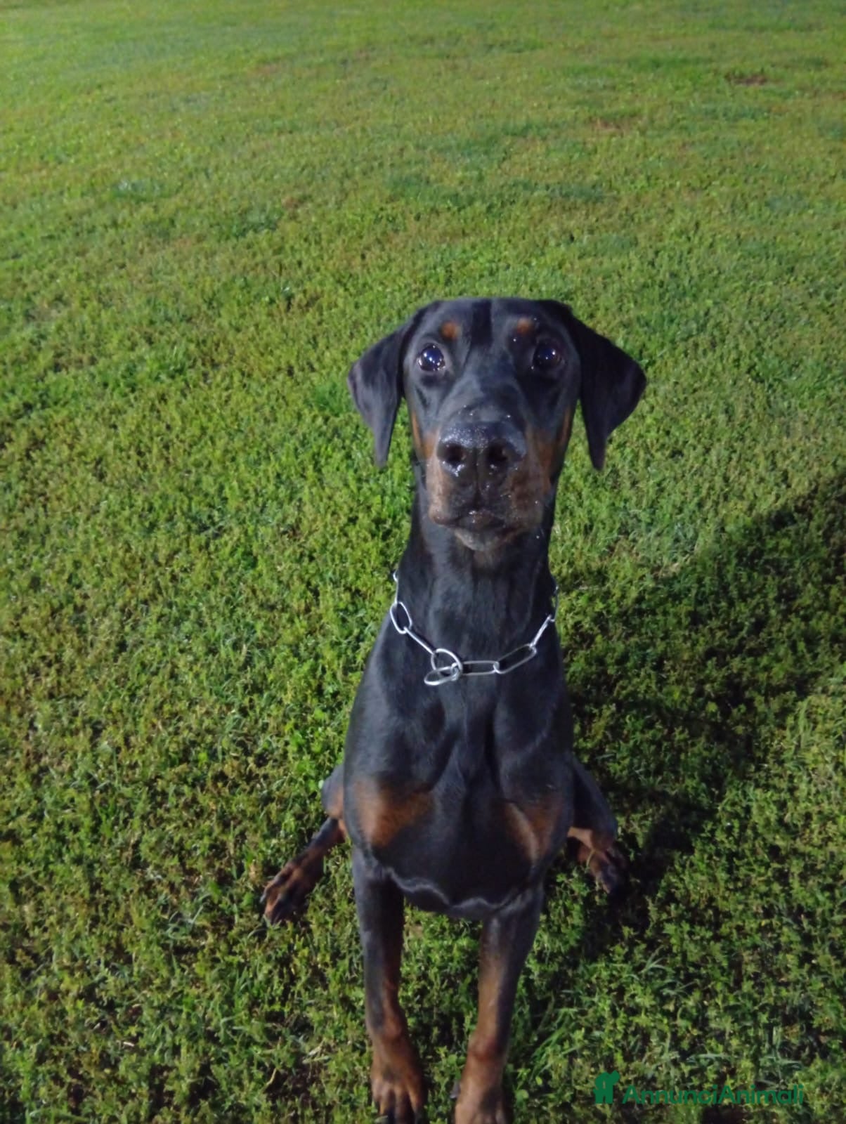 Dobermann cani Regalo Dobermann  - Annuncio 8