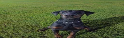 Dobermann cani in regalo: Regalo Dobermann  a Provincia di Pistoia - Annuncio 1