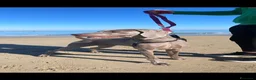 Weimaraner cani in vendita: Cuccioli di Weimaraner con Pedigree ENCI - Annuncio 14