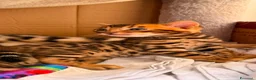 Bengala gatti in vendita: Bengala  - Annuncio 8