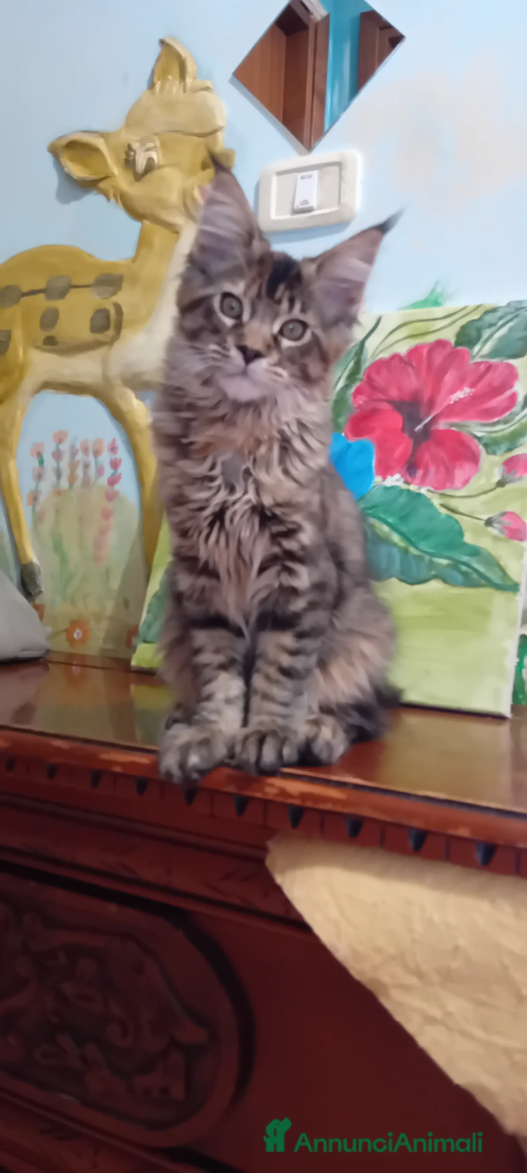 Maine Coon gatti in vendita: MAINE COON XXL   - Annuncio 13