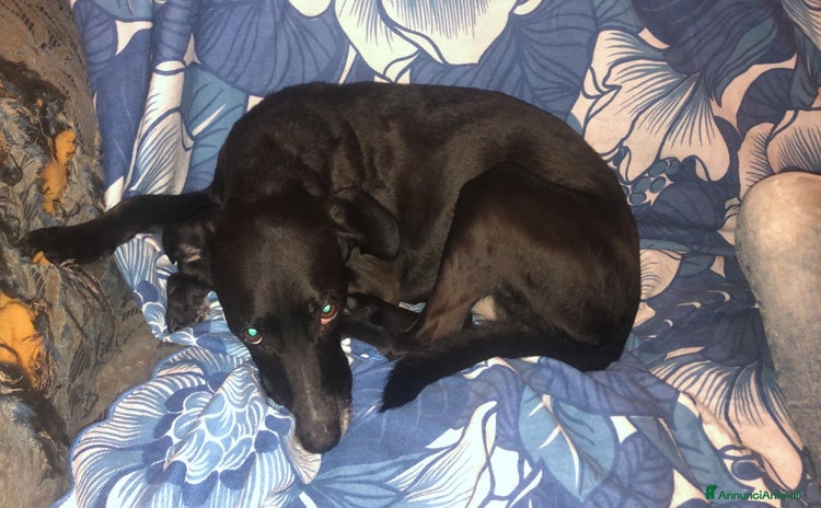 Meticcio cani - Annuncio 20