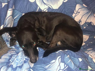 Meticcio cani in regalo: Adozione - Annuncio 1